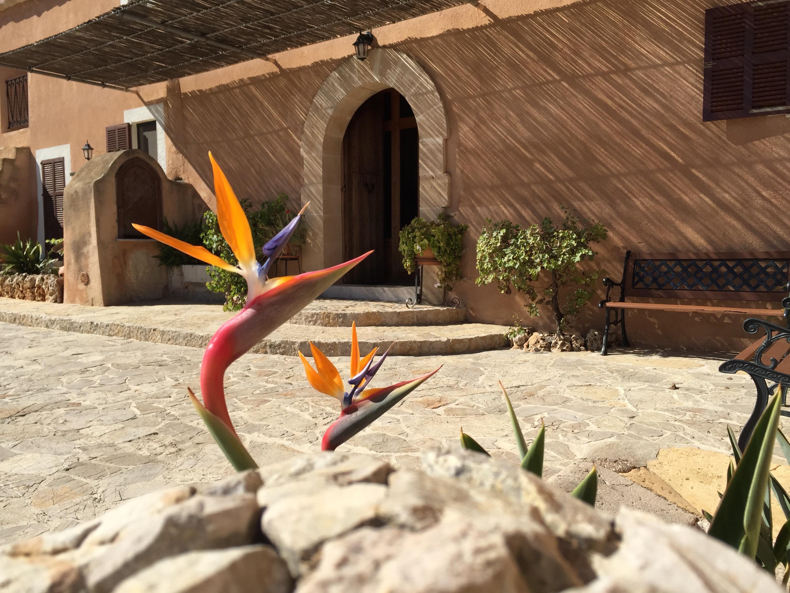 Feriegård Es Picot Son Macia (Mallorca)